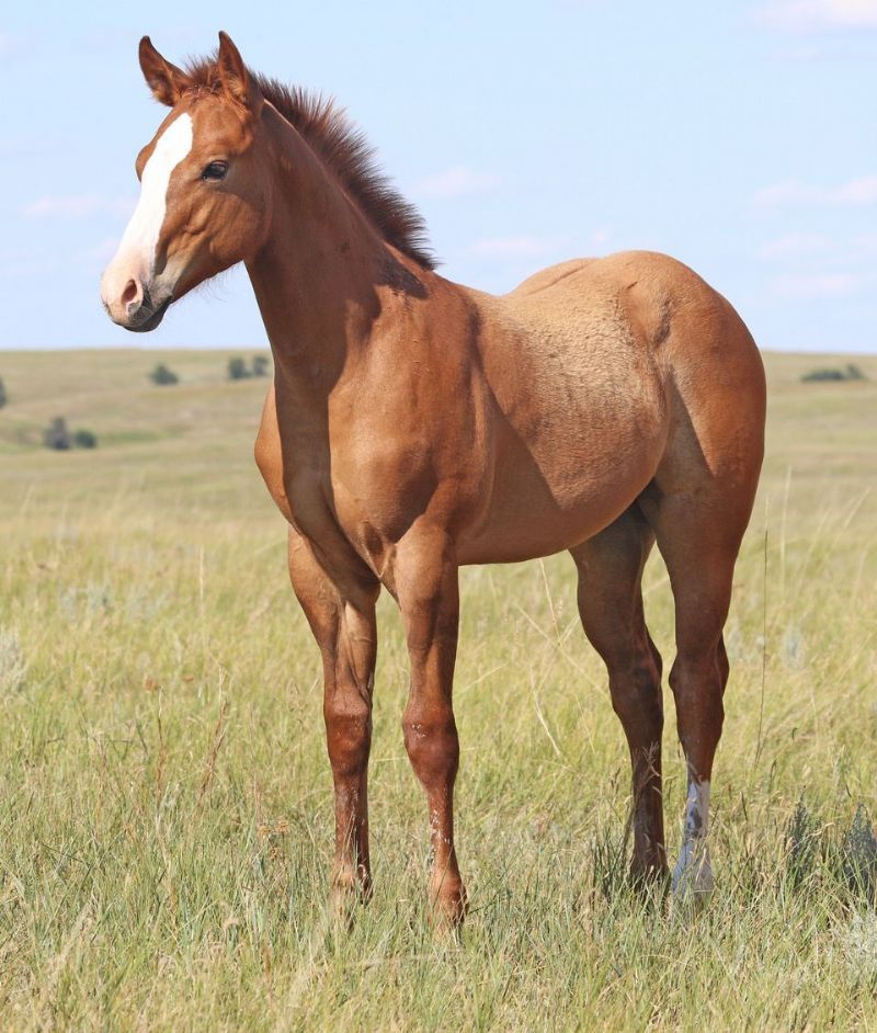 038 - Frosted Redwood colt
